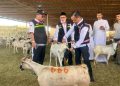 Catat, Jemaah Dilarang Lakukan Penyembelihan Dam/Hadyu di RPH Kota Makkah