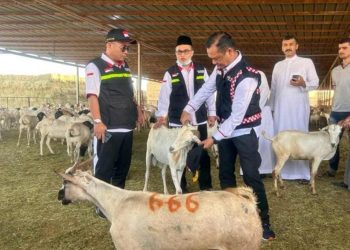 Catat, Jemaah Dilarang Lakukan Penyembelihan Dam/Hadyu di RPH Kota Makkah